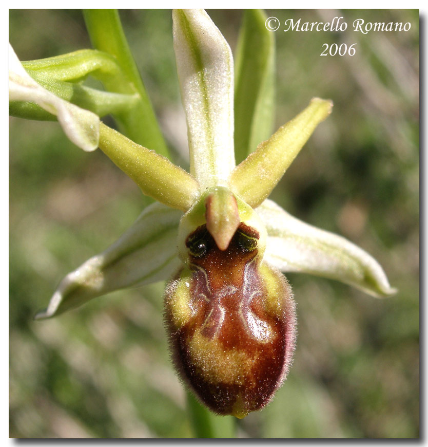 Ophrys sphegodes